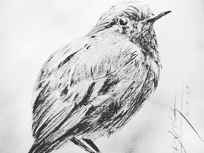 Sparrow, a charcoal study