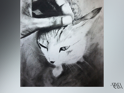 My cat in charcoal