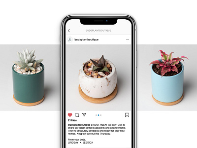 Buds Social Media Promos brand branding branding and identity bud buds design identity logo logo design photography plants plantshop social media social media design succulent succulents