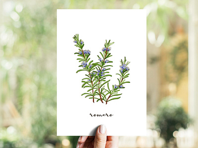 Rosemary | Romero