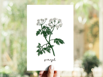 Parsley | Perejil copic copicmarkers herb illustration markers parsley perejil