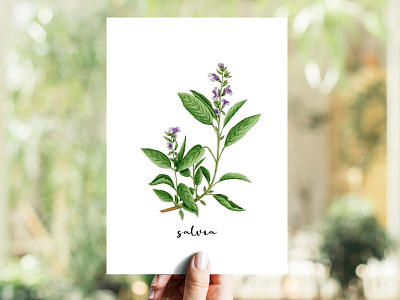 Sage | Salvia aromatic herb copics herb illustration markers sage salvia