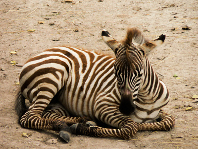 Zebra