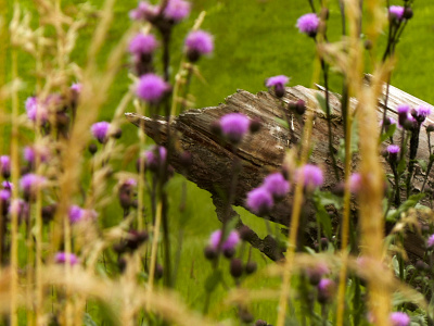 In the grass art flower flower photo flowers illustration nature nature art nature photography photo photographer photography photos poster