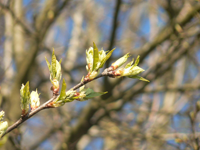 Spring art flower photo nature nature art nature photography photo photographer photography photos poster