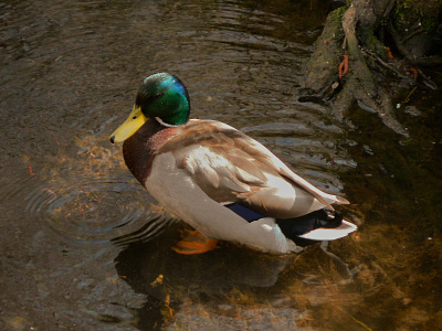 Duckie animal animal photo art flower photo illustration nature nature art nature photography photo photographer photography photos