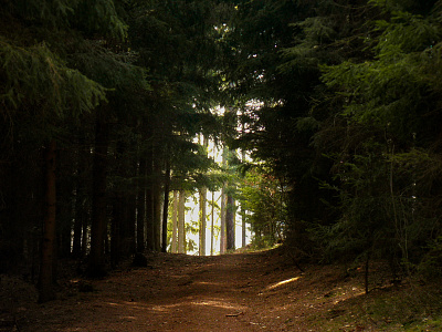 On the road art illustration nature nature art nature photography photo photographer photography photos poster