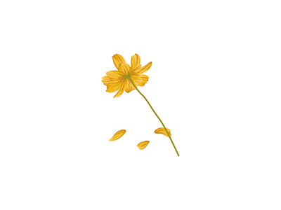 Yellow flower vector design illustration flower illustration flower vector vector yellow flower
