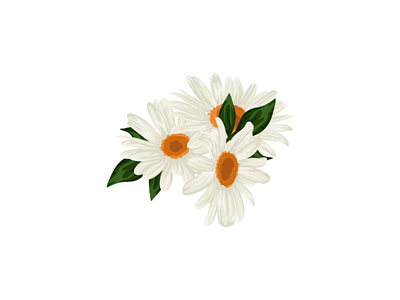 Daisy flower vector illustration design daisy flower flower illustration flower vector vector tracing
