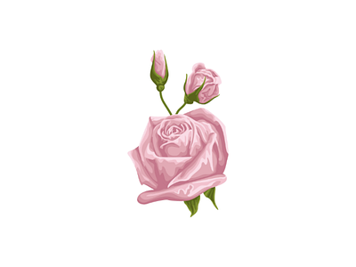 Pink rose vector illustration design flower illustration flower vector rose flower rose vector vector tracing