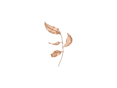 Dried leaves vector illustration design dried leaves leaves illustration leaves vector leaves vector tracing