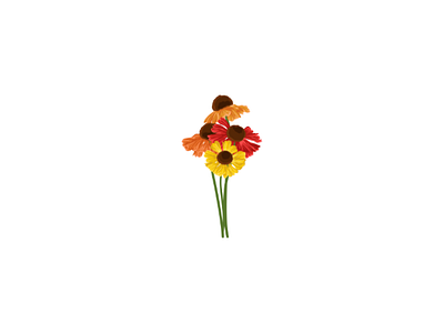 Helenium flower vector illustration design