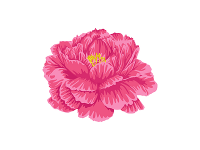 Cute Pink Peony Flower Illustration