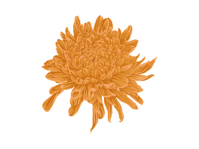 Orange Chrysanthemum Flower Illustration botanical chrysanthemum chrysanthemum illustration chrysanthemum vector decorate flower illustration flower vector illustration illustration design natural nature vector vector illustration vintage