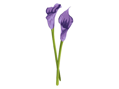 Purple Lily Flower Illustration