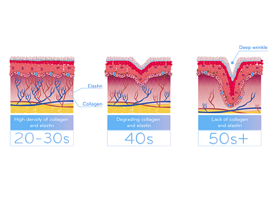 different age of skin 20 30 age collagen graphic graphic design illustration illustration design pink skin vector wrinkle