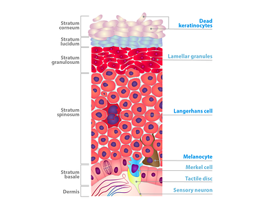 Melanocytes graphic design illustration melanocytes melanocytes skin