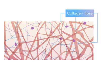 Collagen fibre collagen fibre graphic design illustration illustration design skin vector
