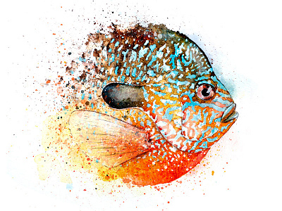 Longear Sunfish Watercolor fish fly fishing illustration longear sunfish watercolor