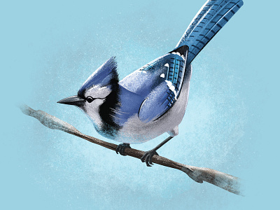 Blue Jay Illustration bird illustration procreate