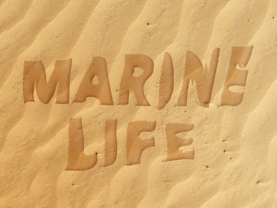 Marine Life Pilot Logo logo