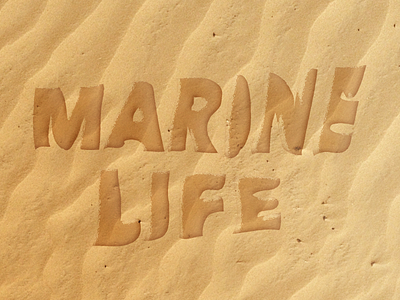 Marine Life Pilot Logo