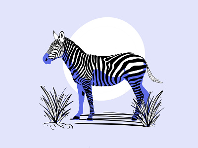 Zebra africa clean design illustration pattern procreate savannah sunset visual zebra