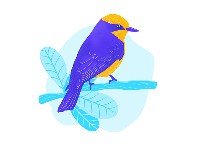Bird - onboarding bird bird illustration birds clean colorful colors contrast design illustration robin visual