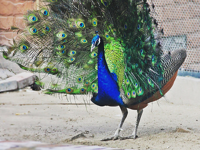 Peacock adobe photoshop bird freelancer peacock photography zoo