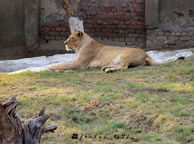 Resting animals corona isolation lion photography