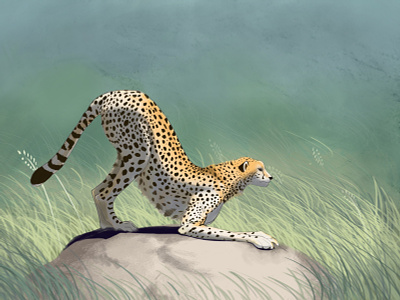 Cheetah design digital illustration illustration