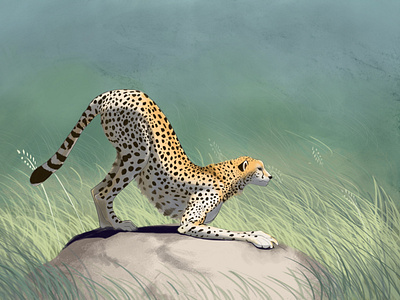 Cheetah