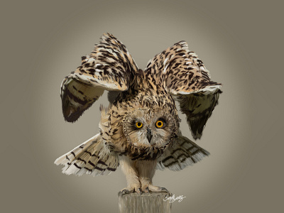 Digital Illustration adobe photoshop animal illustration digital painting digitalart draw drawing illustration illustration art owl paint portrait wacom