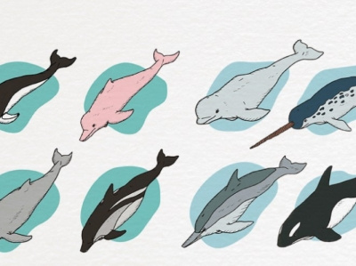 Dolphins animals draw illustration