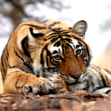 Ranthambore National Park