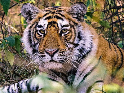 Ranthambore National Park Online Booking online tiger safari booking online wildlife safari booking ranthambore online booking ranthambore tiger safari booking