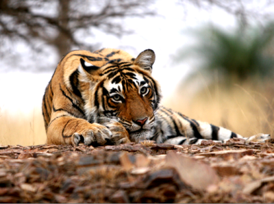 Ranthambhore National Park Wildlife Tour Packages ranthambore safari tour packages ranthambore tiger tour package ranthambore tour packages ranthambore weekend packages weekend packages