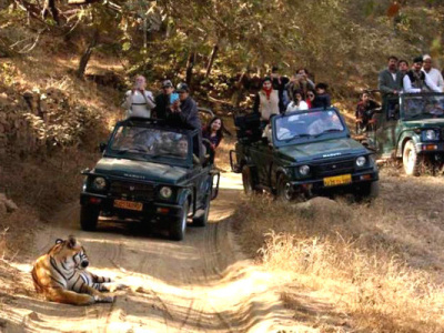 Ranthambhore National Park Safari