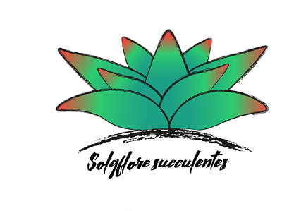 solyflore succulentes color