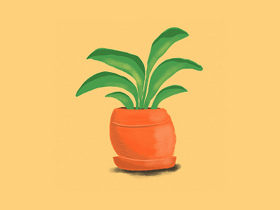 House Plant