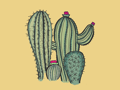Family of 4 cacti cactus family illustration procreate