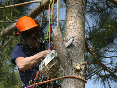 Tree Surgery