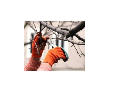 Tree Care tree care