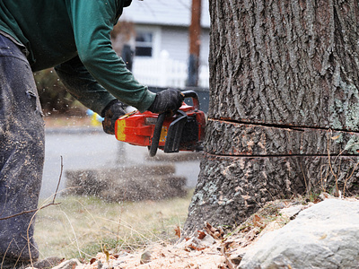 Tree Removal tree care