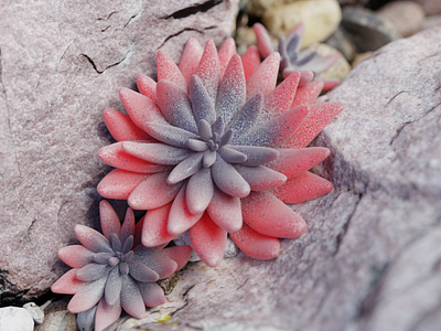 echeveria sp