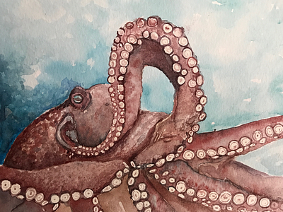 north pacific giant octopus drawing