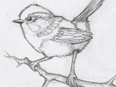 Wren Sketch bird drawing painting sketch wren