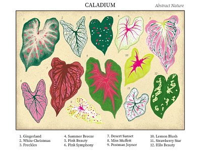 Caladium - Abstract Nature abstract art artdigital design leaf nature nature art nature illustration