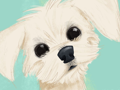 #adoptadoodle Project- Prince-Los Angeles, CA character design adopt childrens book creative cloud dogs illustration kid lit kid lit art nyc photoshop rescue dog textures