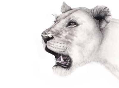 Sior the Kenyan Lioness africa drawing graphite illustration lioness nature wildlife